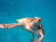 Picture 'Th1_0_2612 Green Turtle, Thailand'